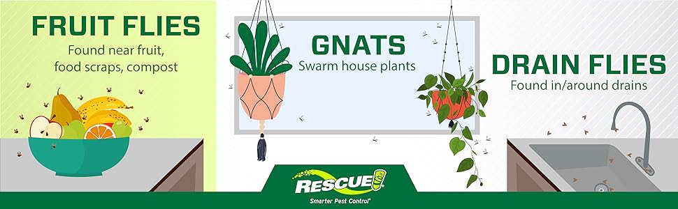 Fruit flies are commonly found near fruit, food scraps, and compost.