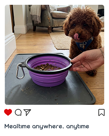 dog bowls
