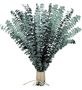 Dried Preserved Eucalyptus for Shower Bundle - 100% Natural 14 PCS Real Eucalyptus Stem, 17" Fres...