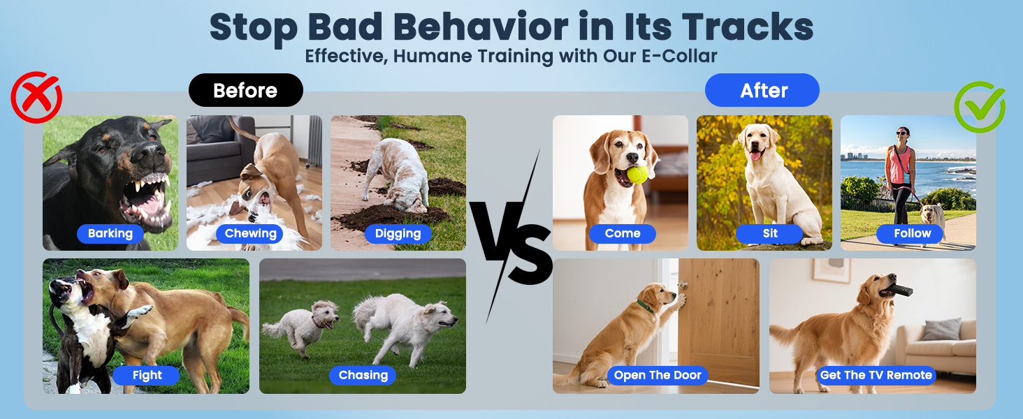 dog training behavior