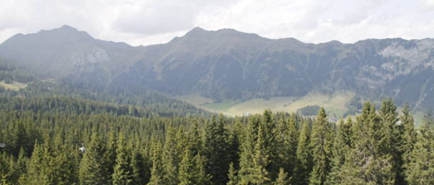 walnut wood vertical laptop stand