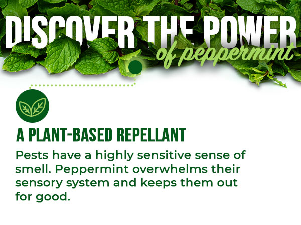 Discover the Power of peppermint