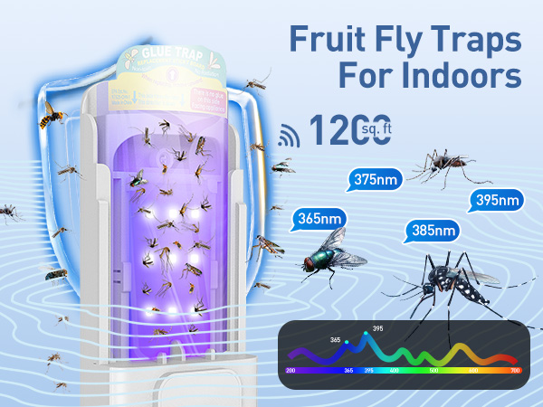 fruit fly trap