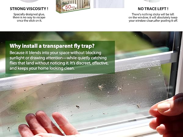 Window fly trap