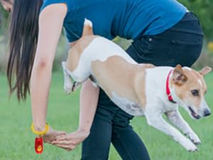 Support-Oriented Training