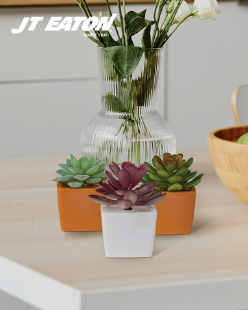 Succulent-disguised fruit fly trap