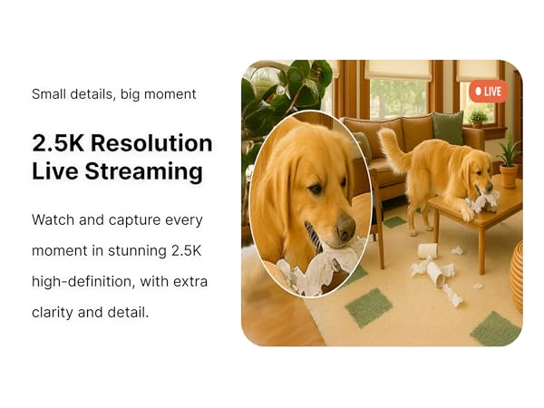 Golden retriever chewing tissues shown in 2.5K live streaming with sharp, detailed video quality