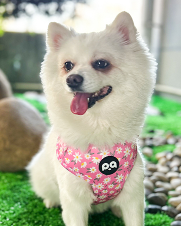 pink dog harness