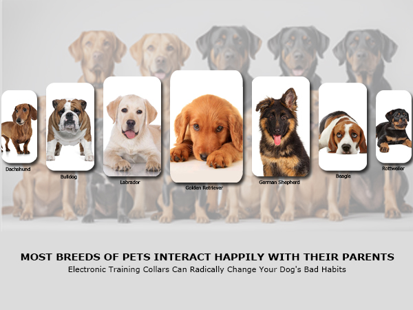 shock collars for dogs with remote shock collar for dogs