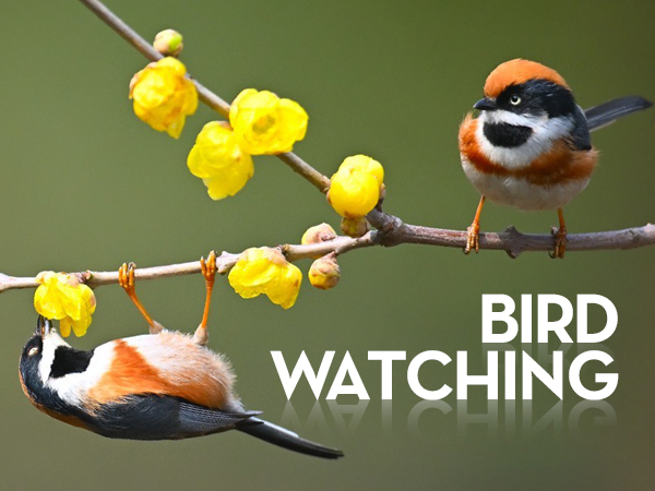 spotting scope for bird watching