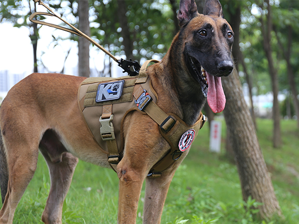 velcro dog vest