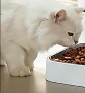 smart pet feeder with app