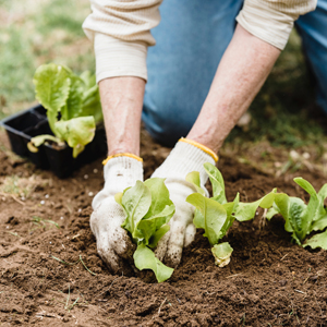 taylor precision products soil thermometer