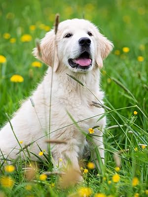 puppy pads pet training pads