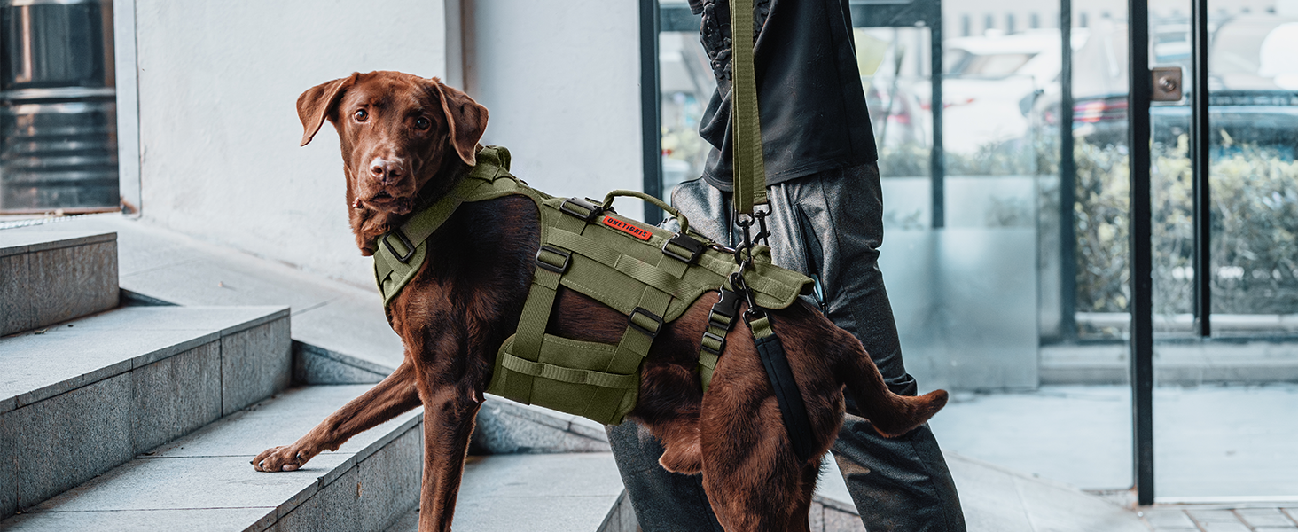 Chocolate Labrador wearing a military-style tactical vest harness in olive green, standing on urban steps.