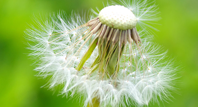 Coin Microscope LCD Digital Microscope