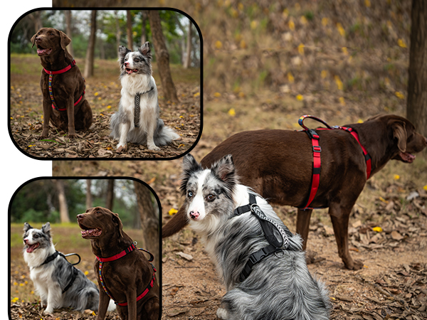 no pull dog harness