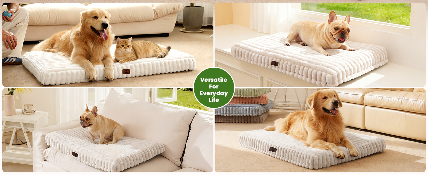 dog bed