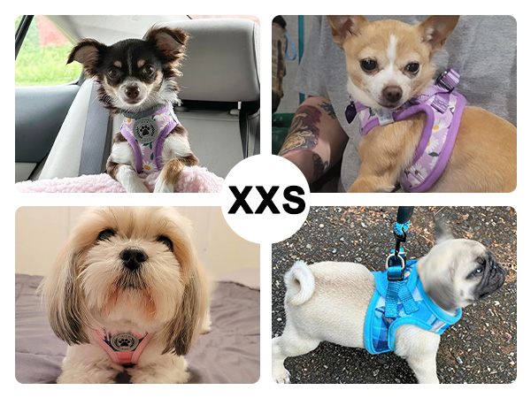 dog harness and leash set