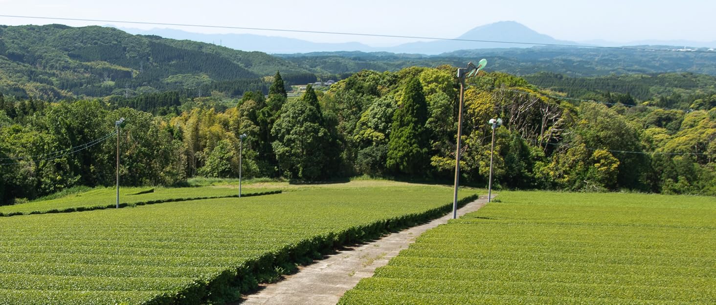 tea fields Japan