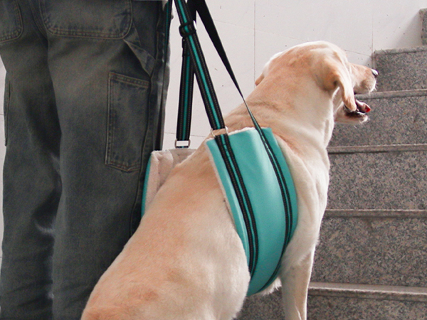 AIITLE Heavy-Duty Dog Lift Harness - Adjustable Hind Leg Support Sling for Elderly/Disabled Dogs