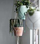 hanging plants in a window