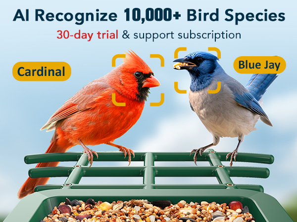 ai bird feeder with camera solar powered