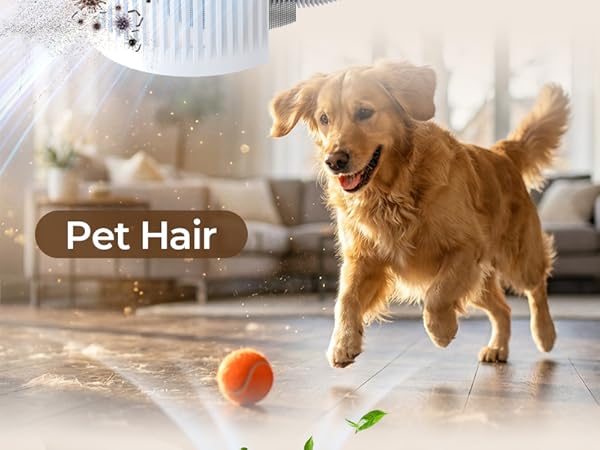 pet air purifiers for home