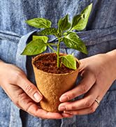 Coir Pot