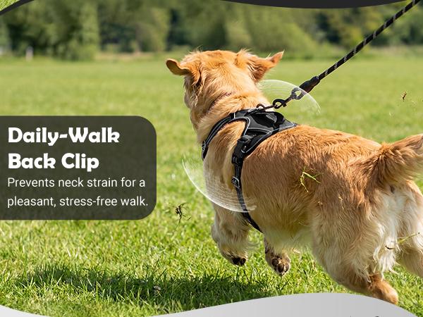 Text reads 'Daily-Walk' and 'Back Clip' and 'pleasant, stress-free walk'. Golden retriever dog shown walking on grass wearing a harness or leash attachment.